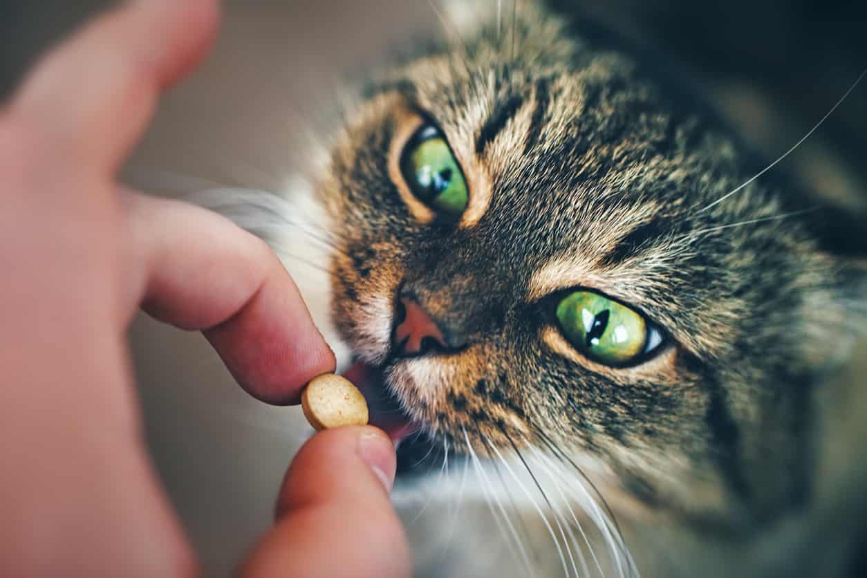 probiotici gatto