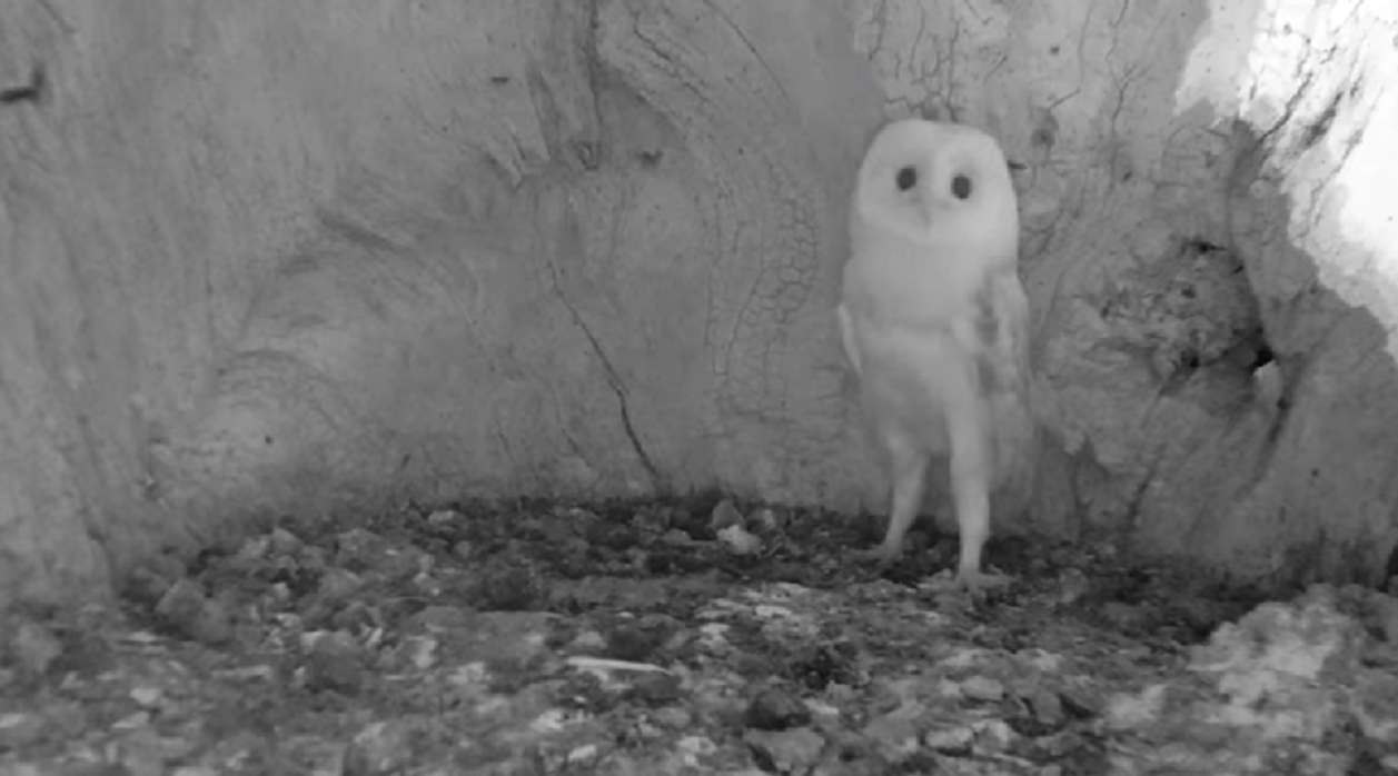 Il Cucciolo Di Barbagianni Sente Il Temporale Per La Prima Volta