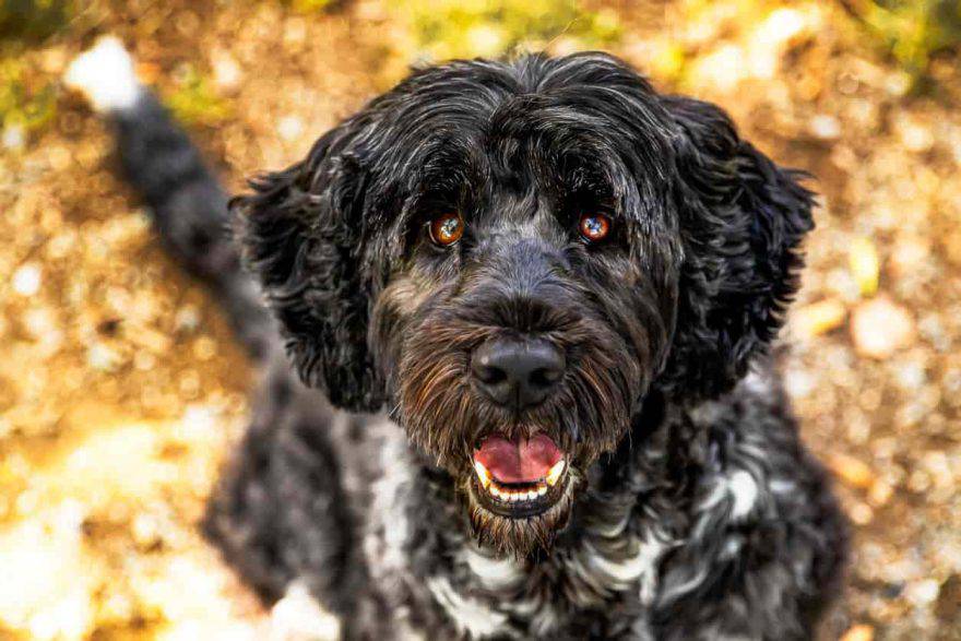 Cão de água português