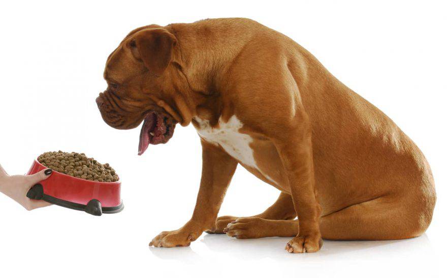mangiare cane vomita