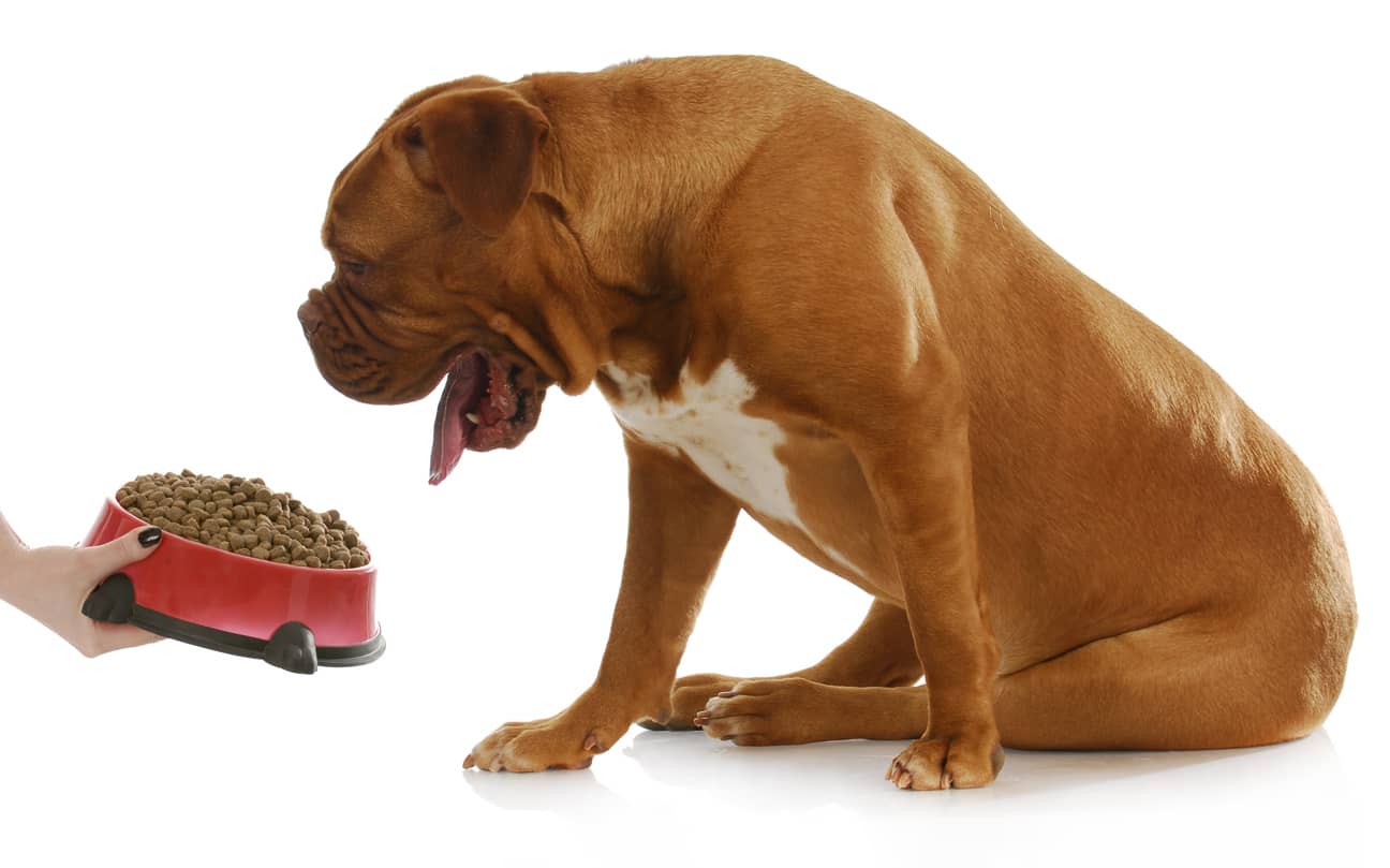 cane mangia troppo velocemente