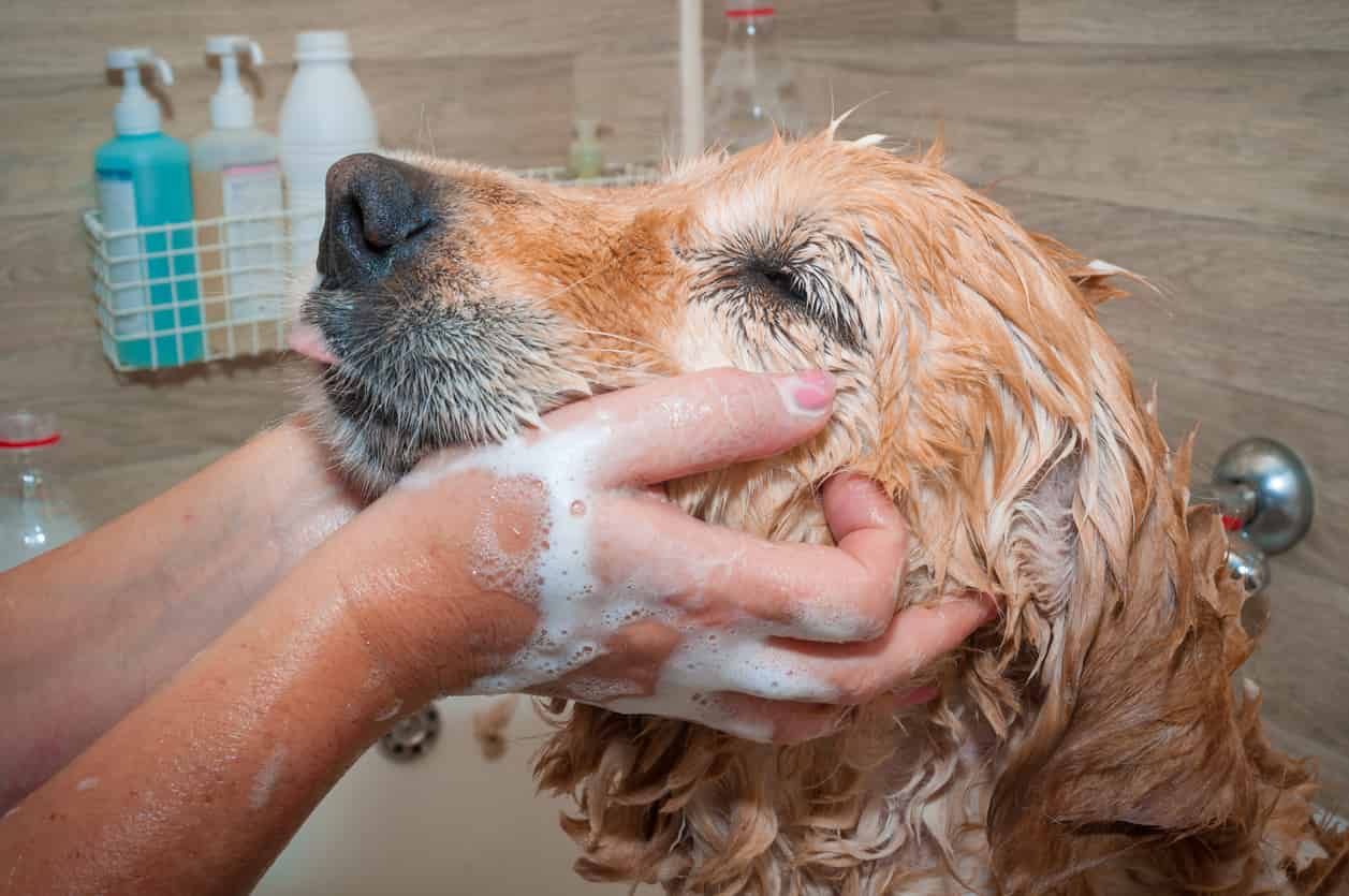 lavare il cane rimedi naturali