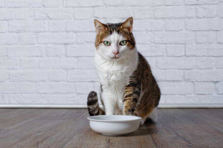 Gatto Beve Ma Non Mangia Il gatto beve poco: quali problemi può avere e come convincerlo