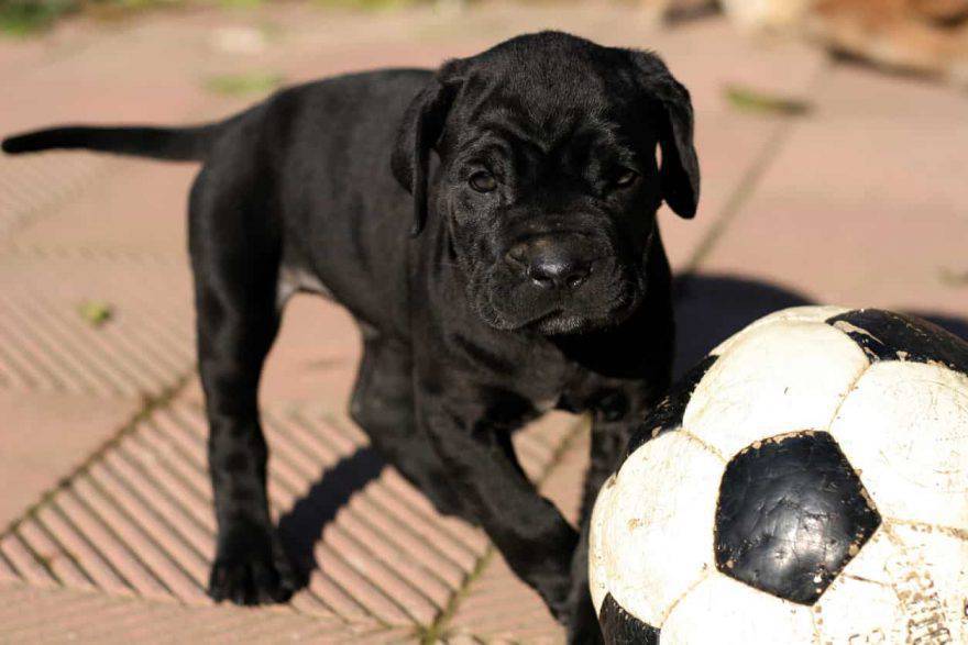 mastino napoletano cucciolo