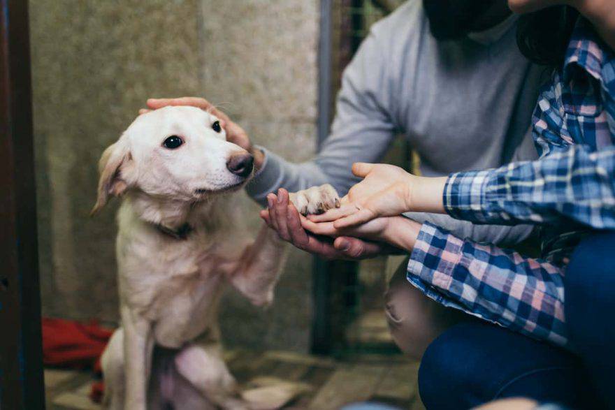 come fare per adottare un cane