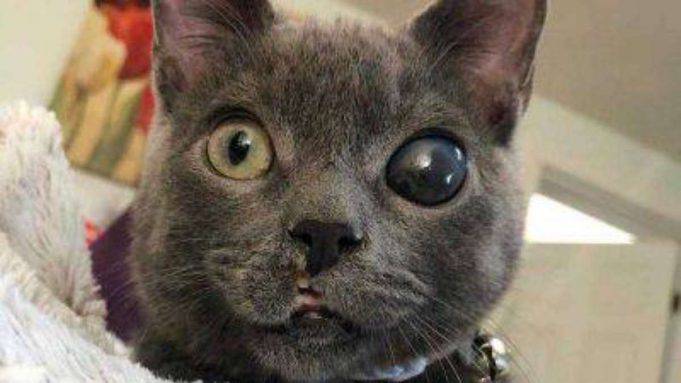 Pupille dilatate del gatto: le cause e gli opportuni accorgimenti