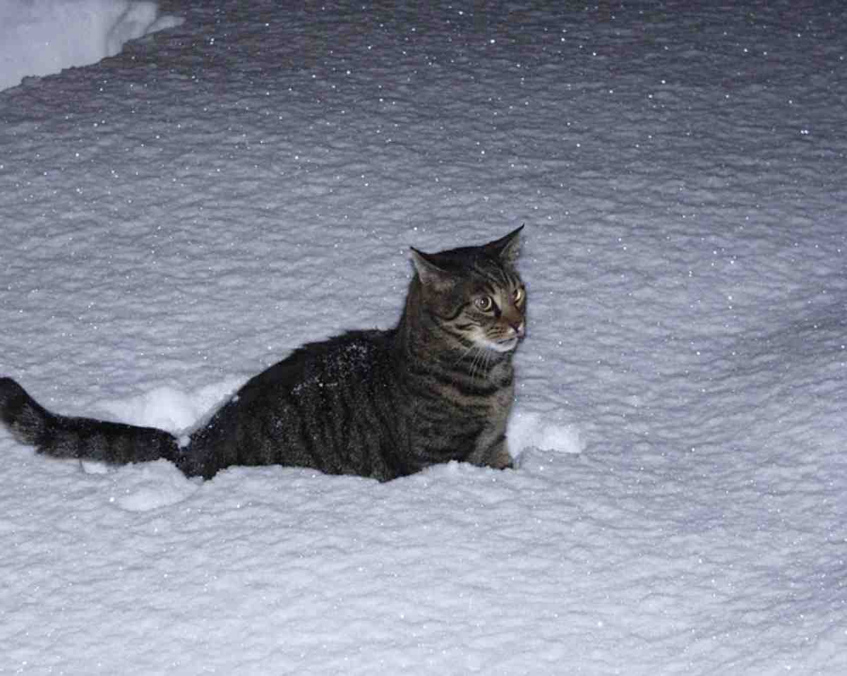 Come riscaldare la cuccia del gatto nei giorni freddi