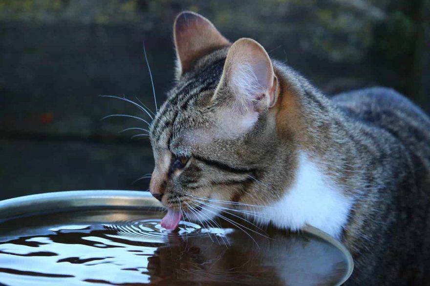 migliore ciotola acqua gatto