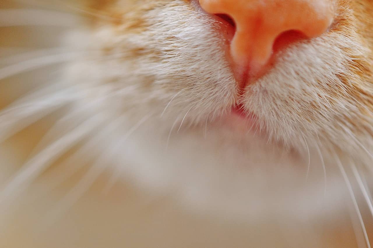 naso gatto cambia colore