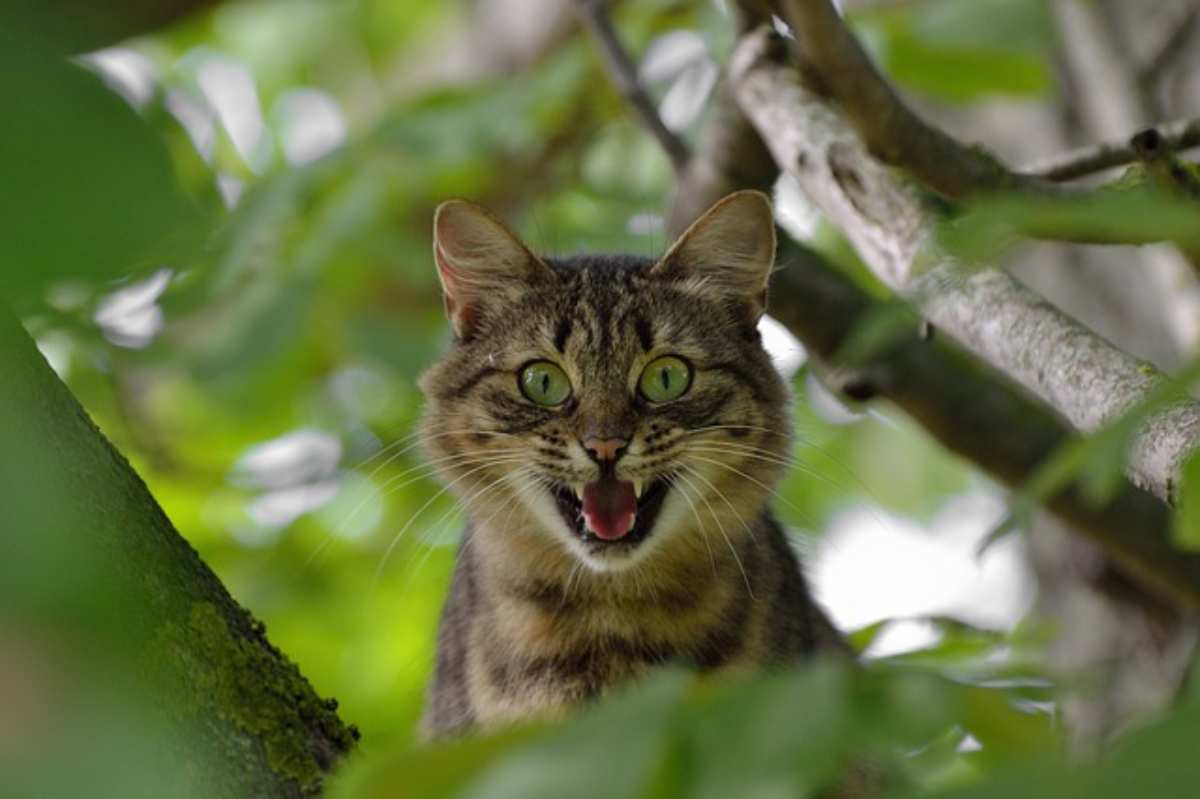 Pupille dilatate del gatto le cause e gli opportuni accorgimenti