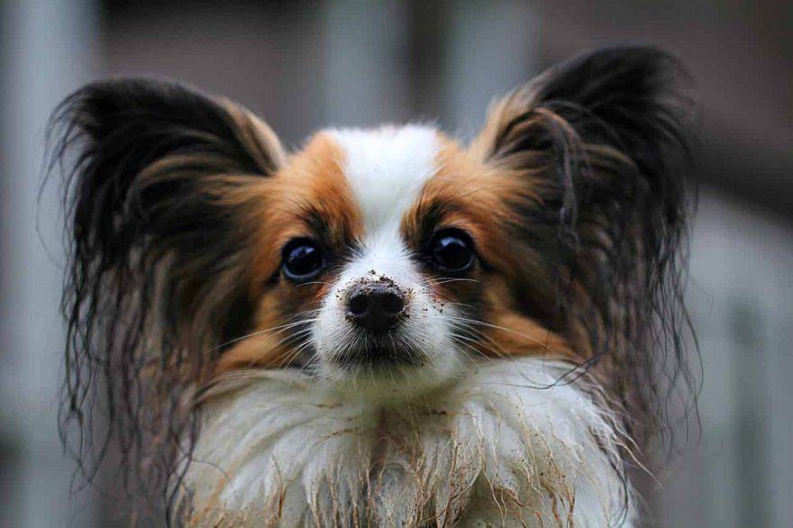 Cane Papillon