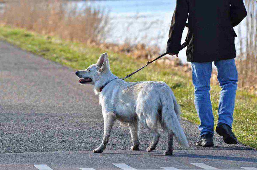 cane anziano a passeggio