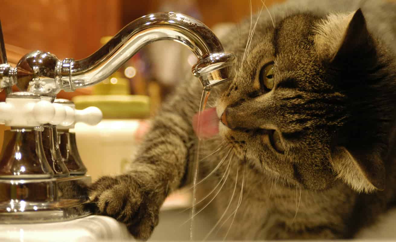 perche gatto beve dal rubinetto