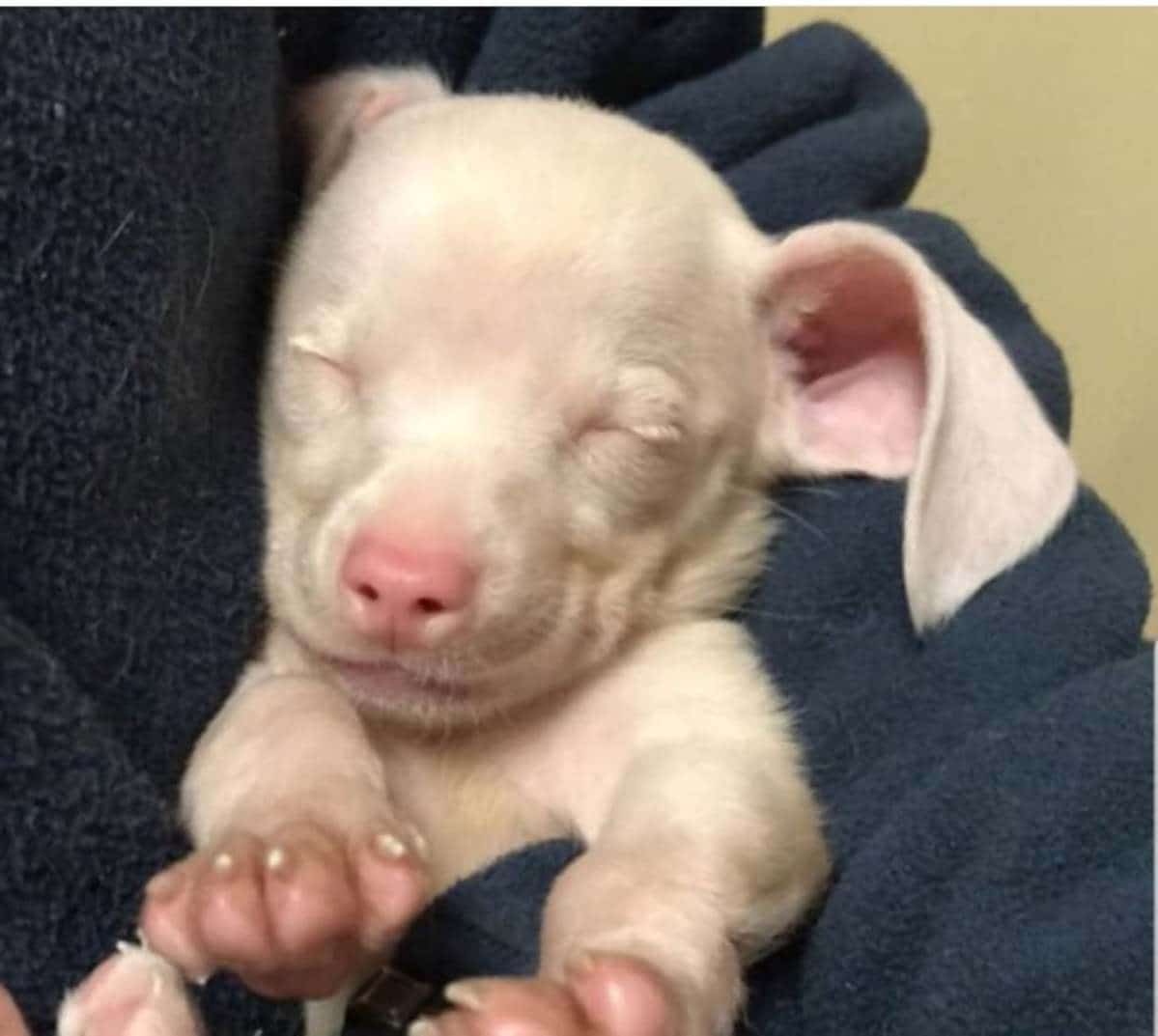 Piglet il cane rosa che dopo essere stato salvato aiuta il prossimo