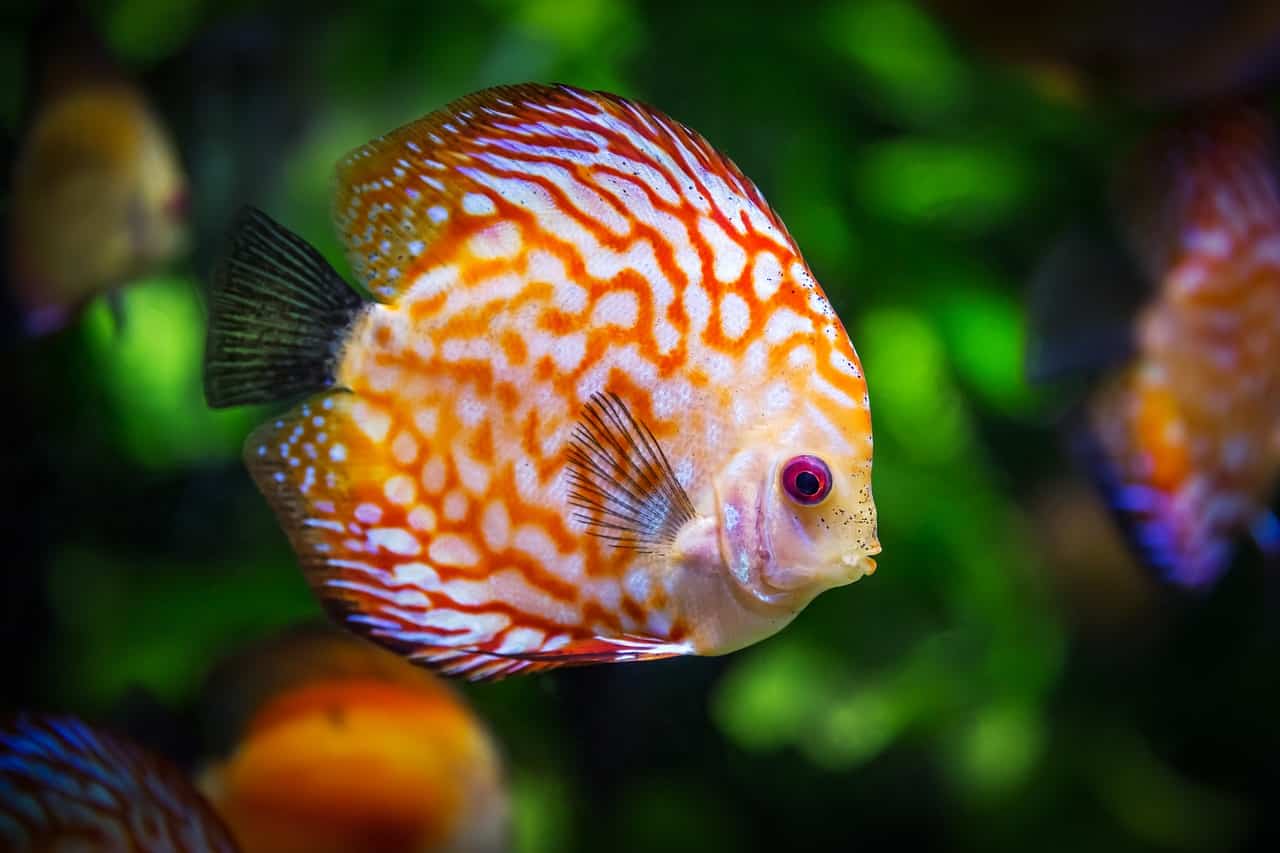 quanto vive pesce acquario