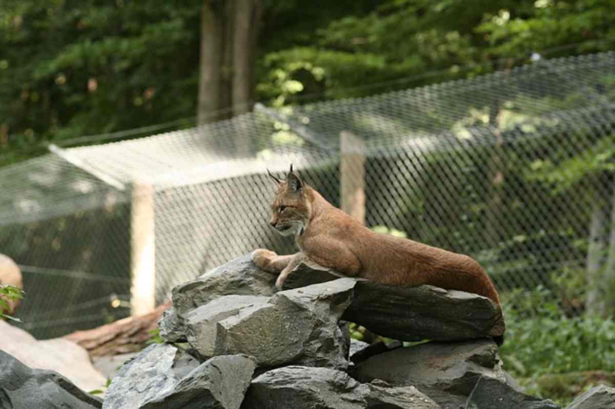 Giardino in sicurezza per il gatto