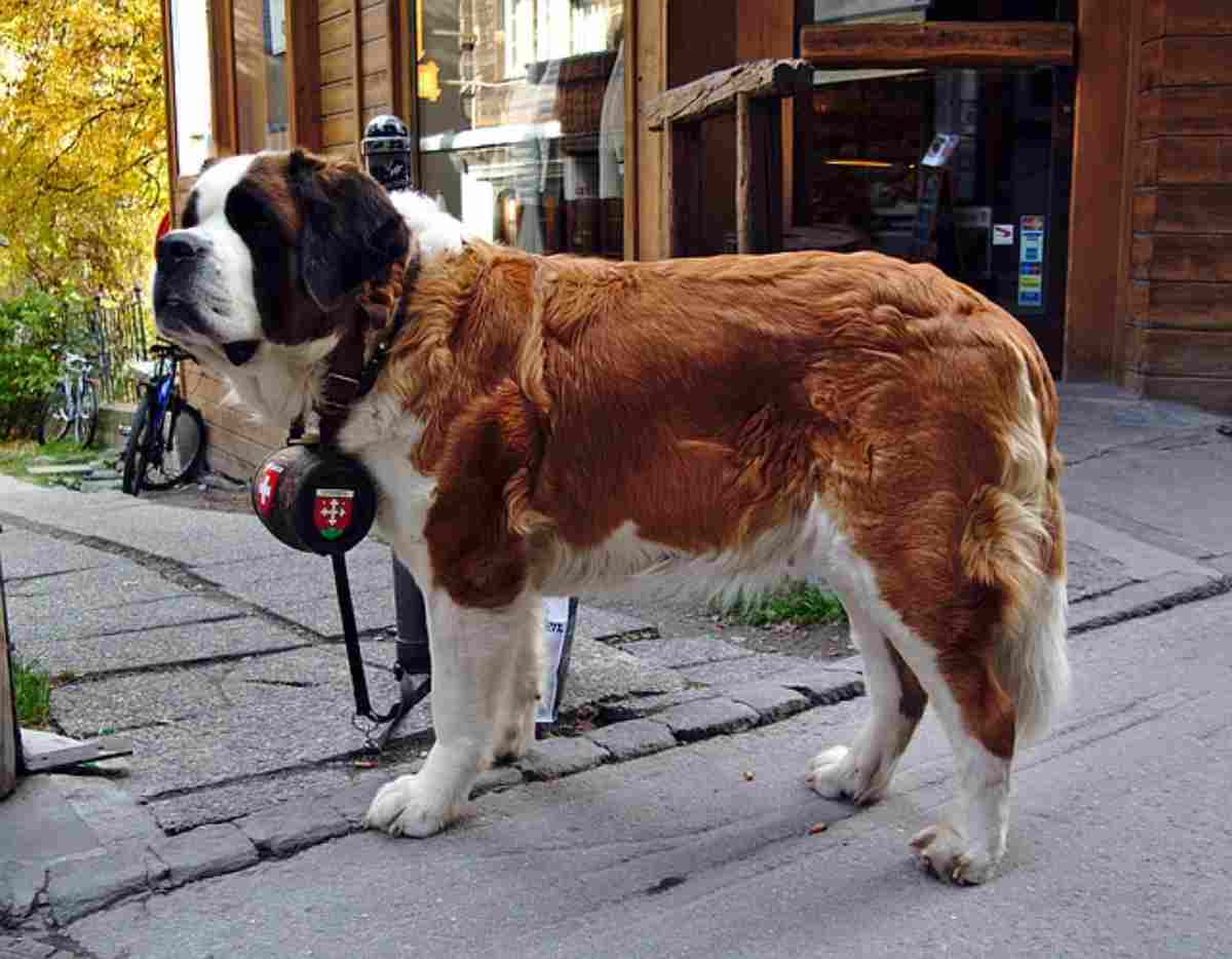 Oroscopo cane del segno della Vergine