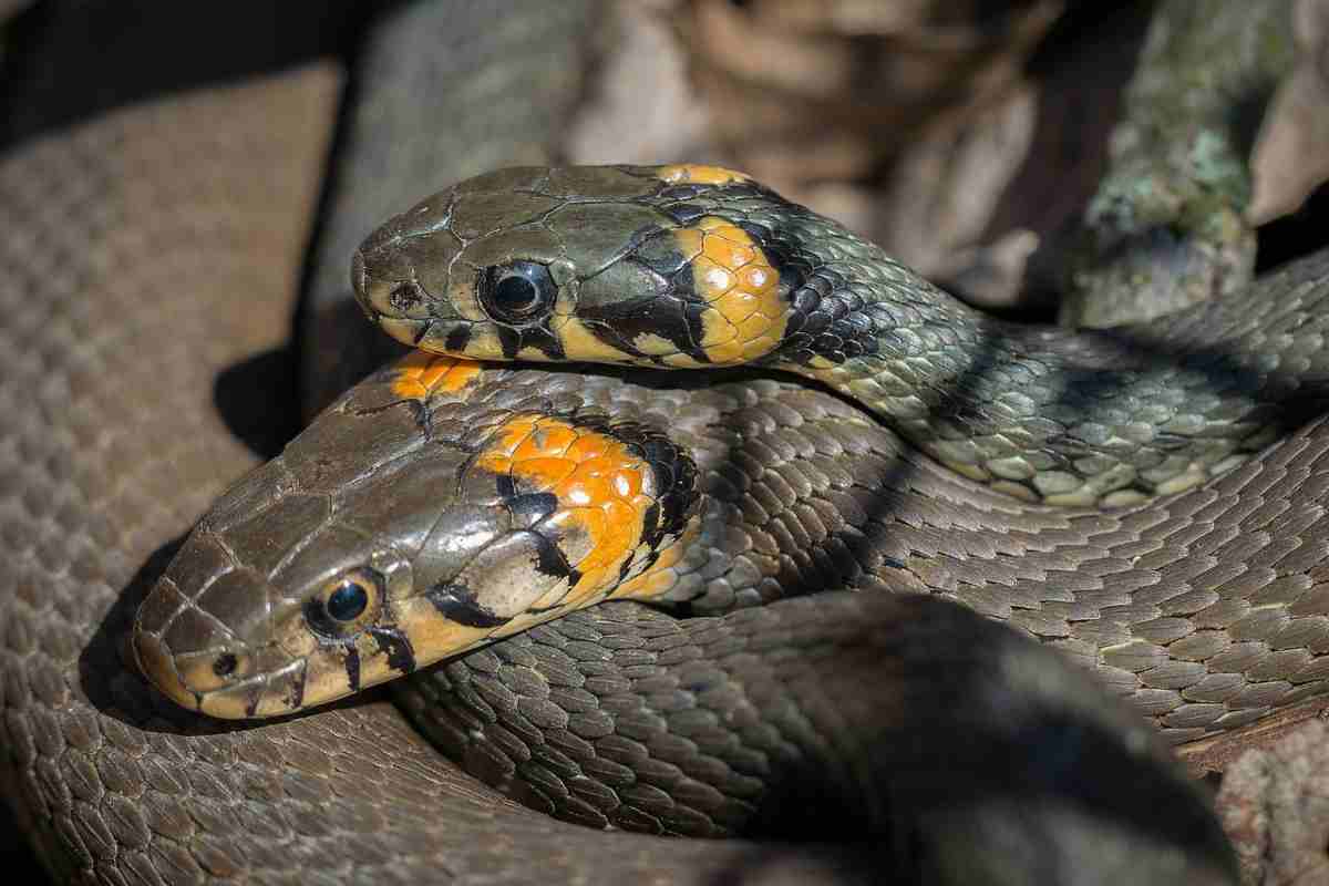 La riproduzione del serpente (foto Pixabay)