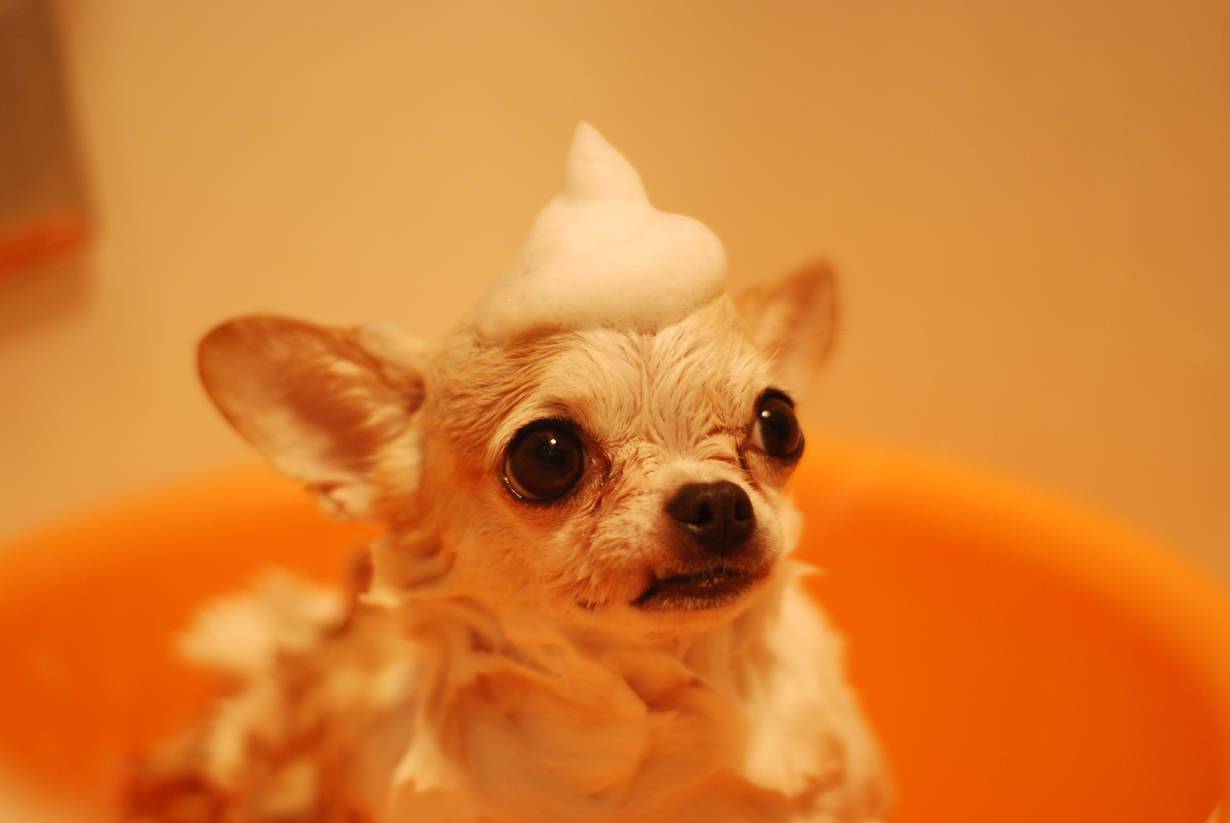 shampoo per persone sul cane