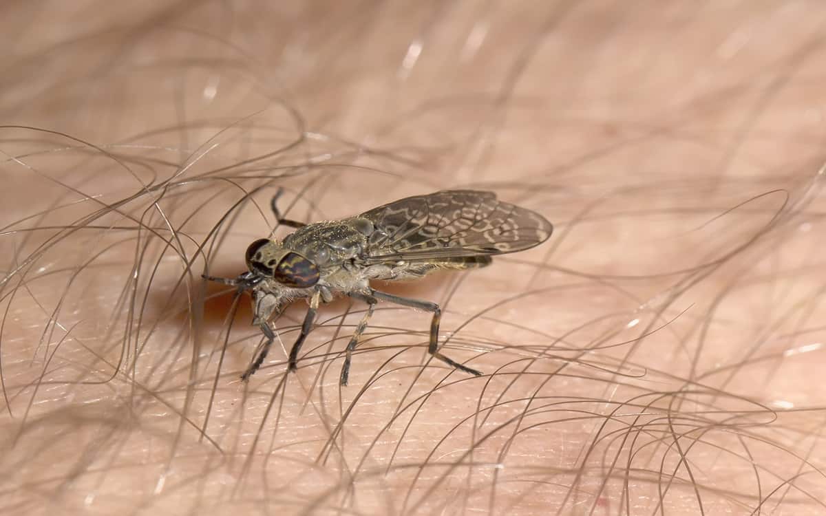 gli insetti e le allergie al veleno