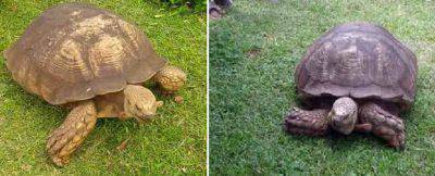 tartaruga più vecchia mondo