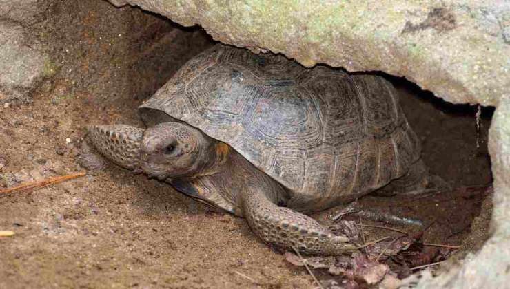 tartaruga terrestre pronta alla riproduzione 