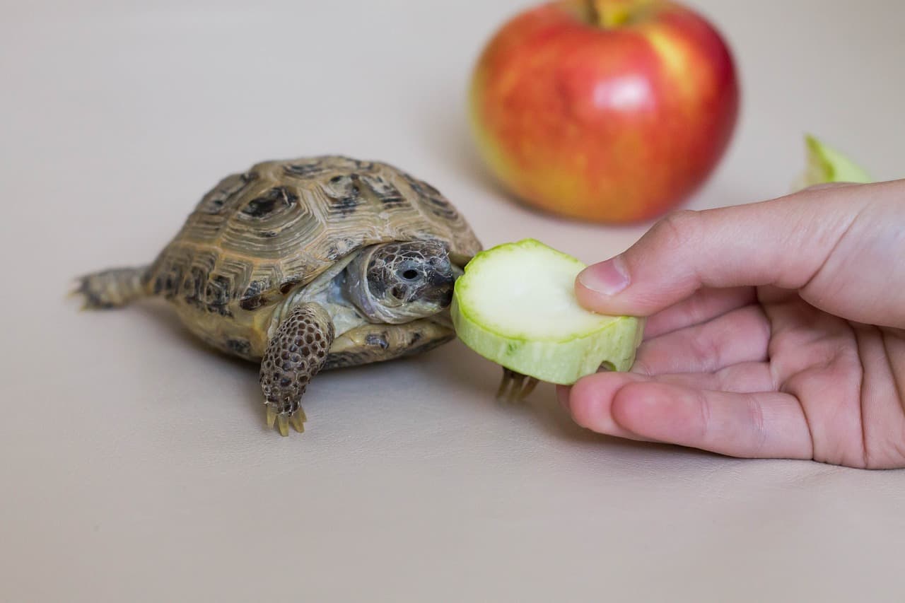 la tartaruga non mangia