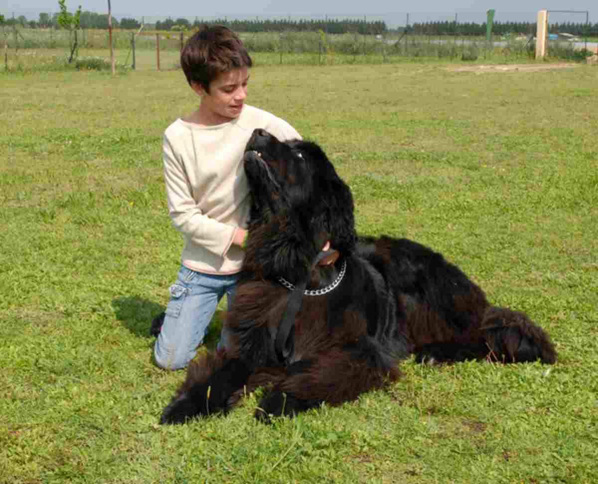 Oroscopo cane del segno della Bilancia