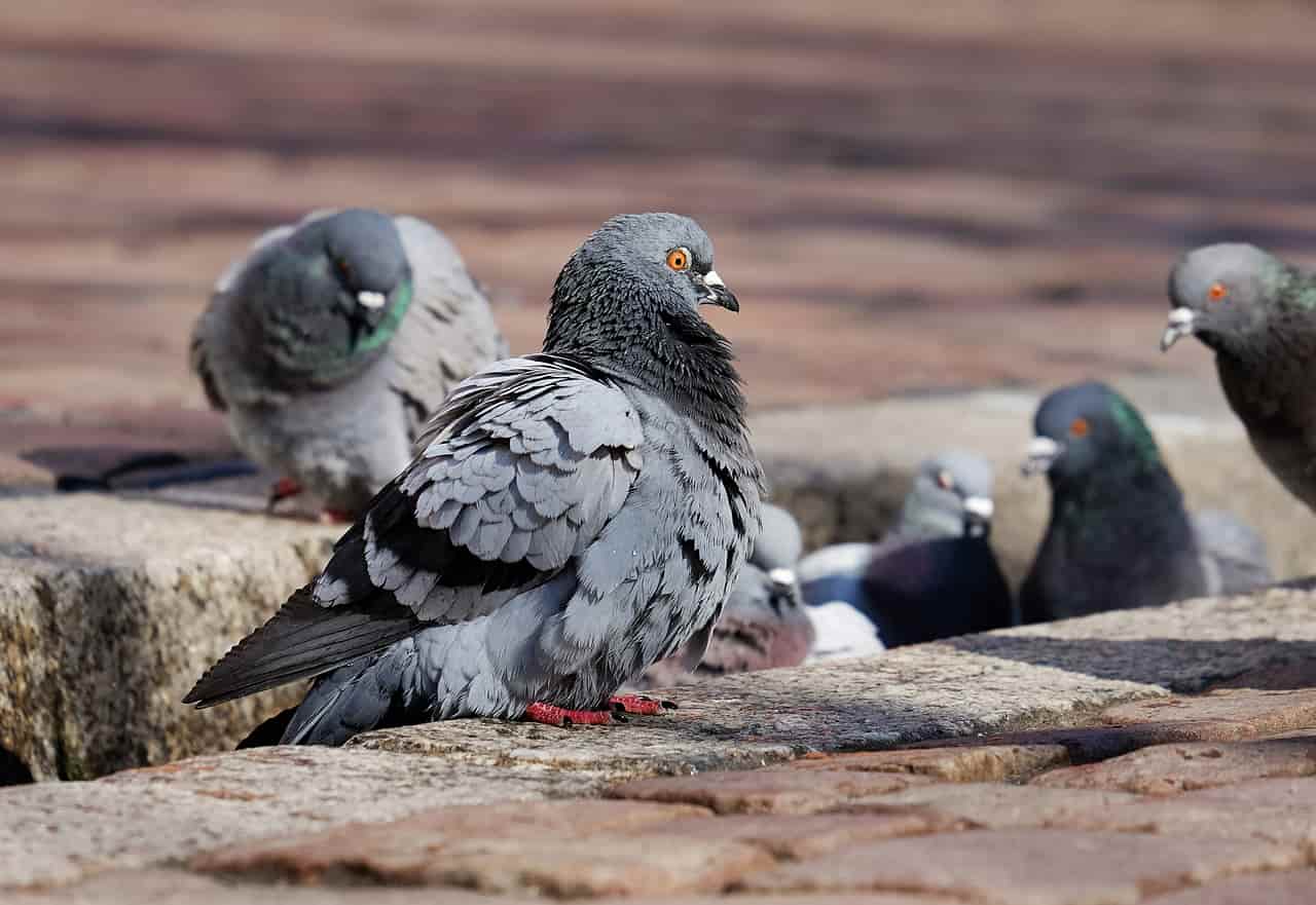 uccelli muovono testa avanti e indietro