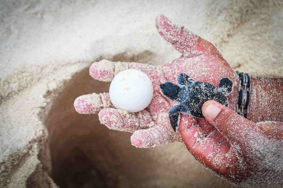 La riproduzione delle tartarughe acquatiche