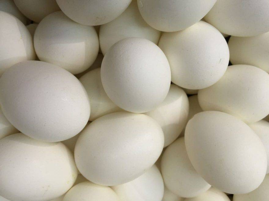 Quale Uccello Fa Le Uova Azzurre
