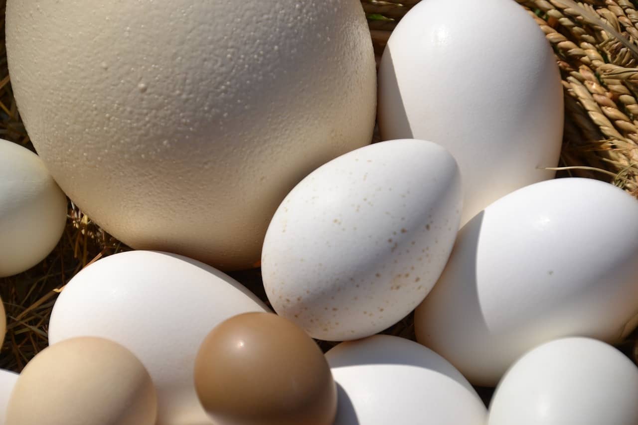 5 uova piu grandi terra mondo
