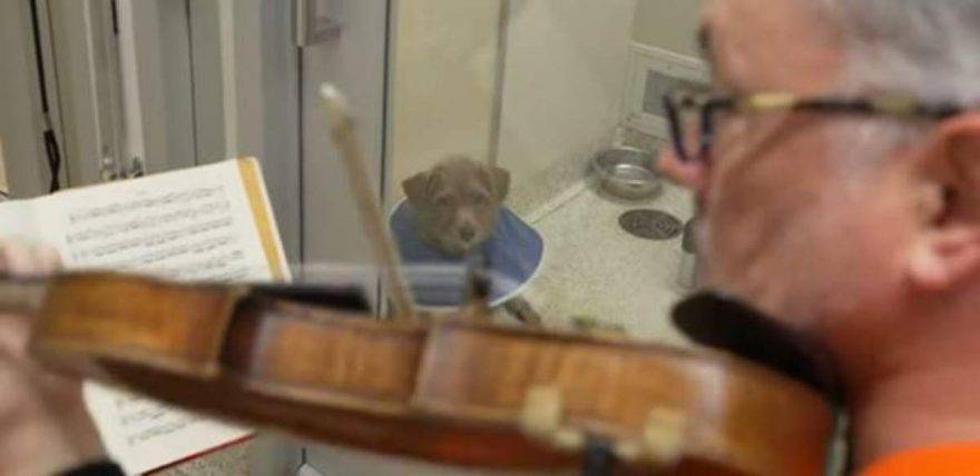 martin agee violino cani