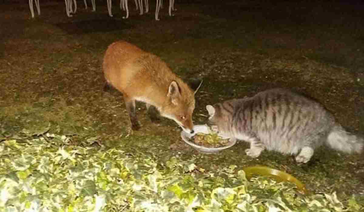 Il gatto e la volpe mangiano insieme (Foto Facebook)