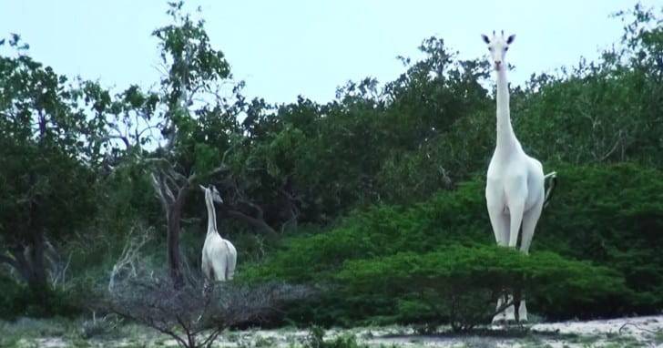 Le due giraffe bianche (Foto Hirola Conservation Program/You Tube)