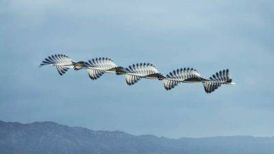 Stormi di uccelli in movimento (Foto Ornitographies Xavi Bou)