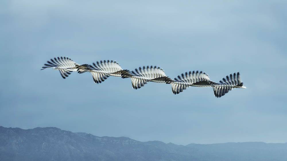 Stormi di uccelli in movimento (Foto Ornitographies Xavi Bou)