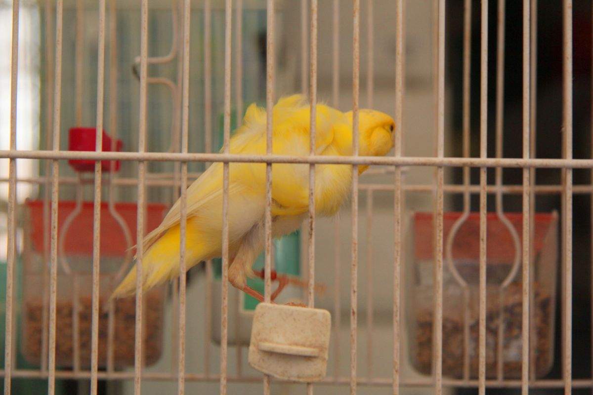 Il canarino si gonfia: che significa e cosa fare