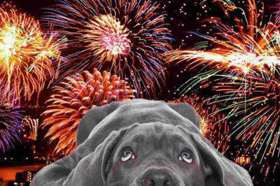 cane paura Fuochi artificio e botti FB