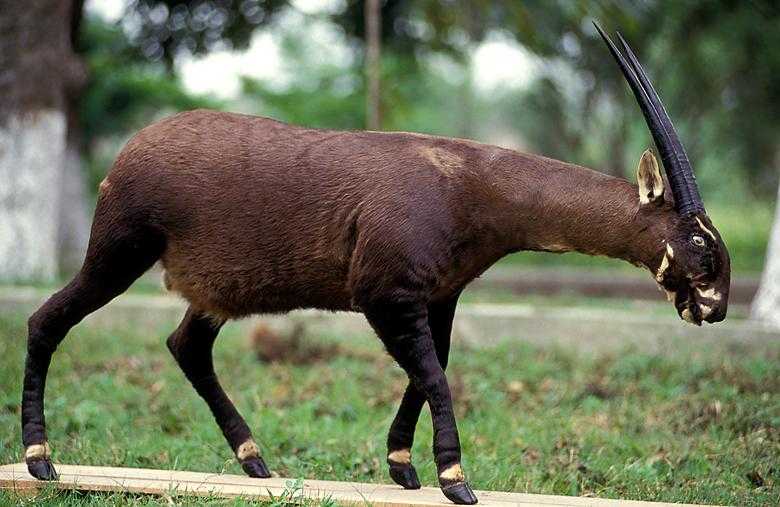 Saola