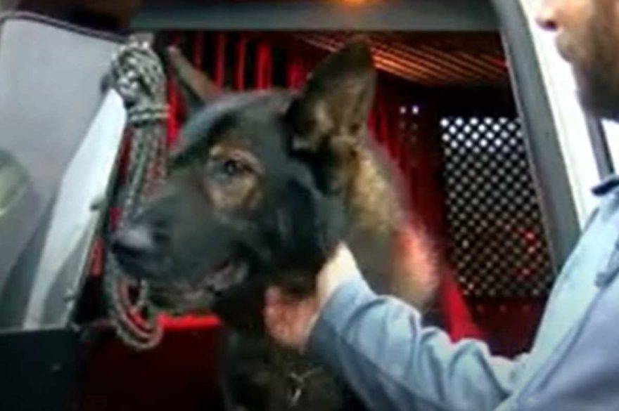 cane poliziotto giubbotto antiproiettile