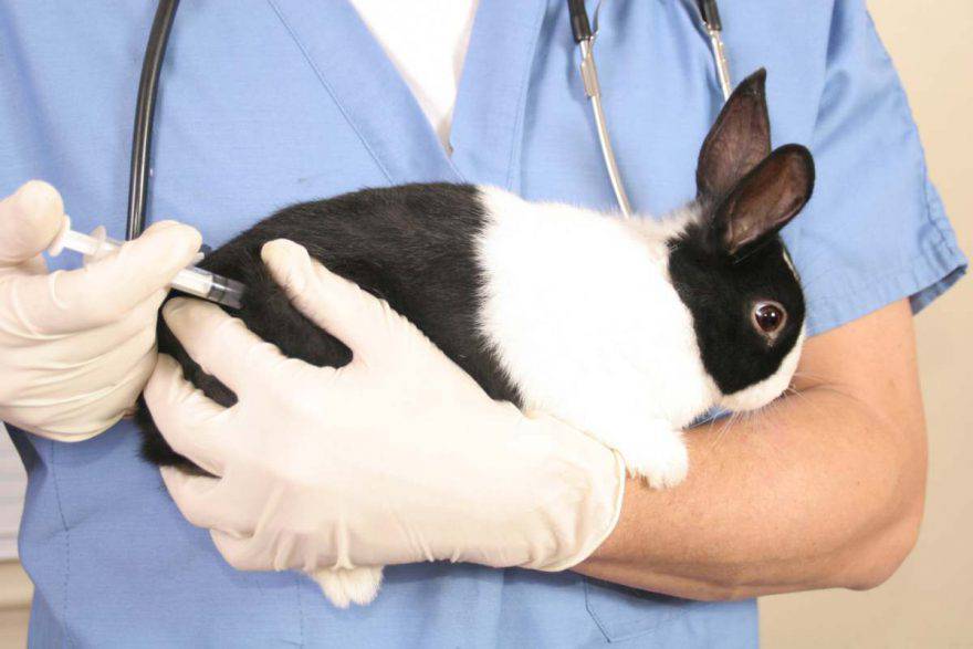 Vaccinazione coniglio 