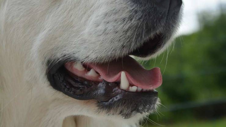 alito cattivo cane alitosi rimedi naturali denti