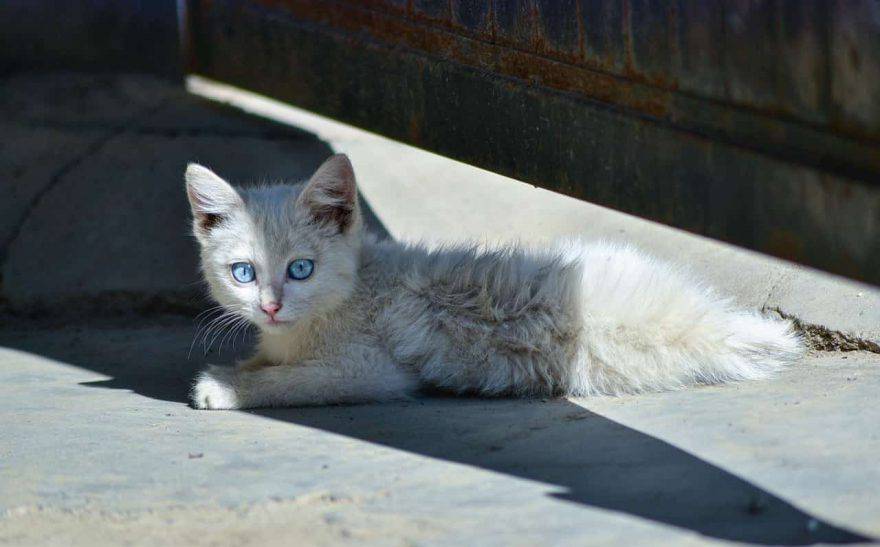 trova gatto strada