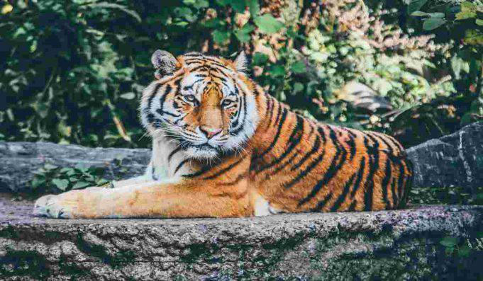 Animali Negli Zoo Pro E Contro