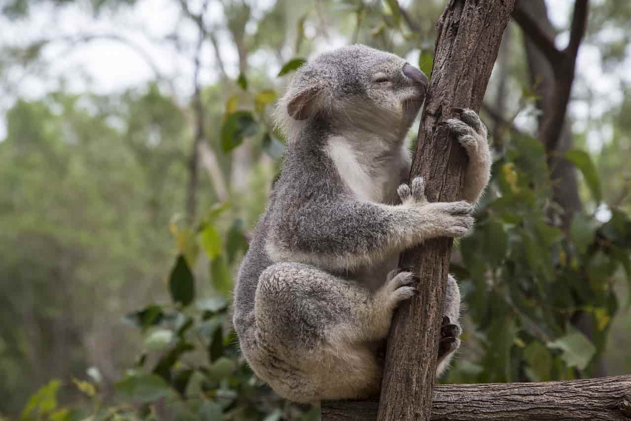 La voglia di vivere del koala (Foto Pixabay)