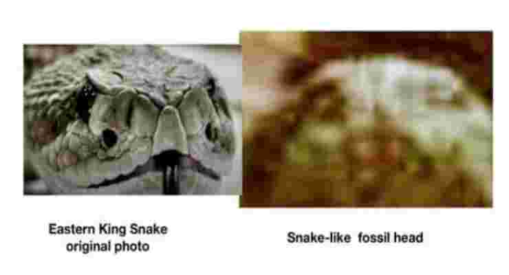 Un'altra specie simile ad un serpente (Foto NASA / JPL; William Romoser / Ohio University)