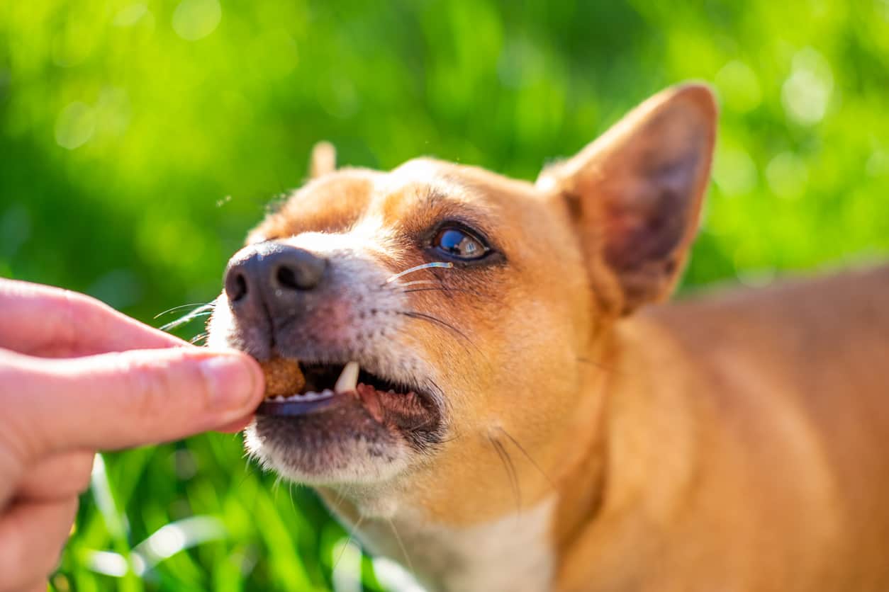 bocconcino nascondi-pillola cani