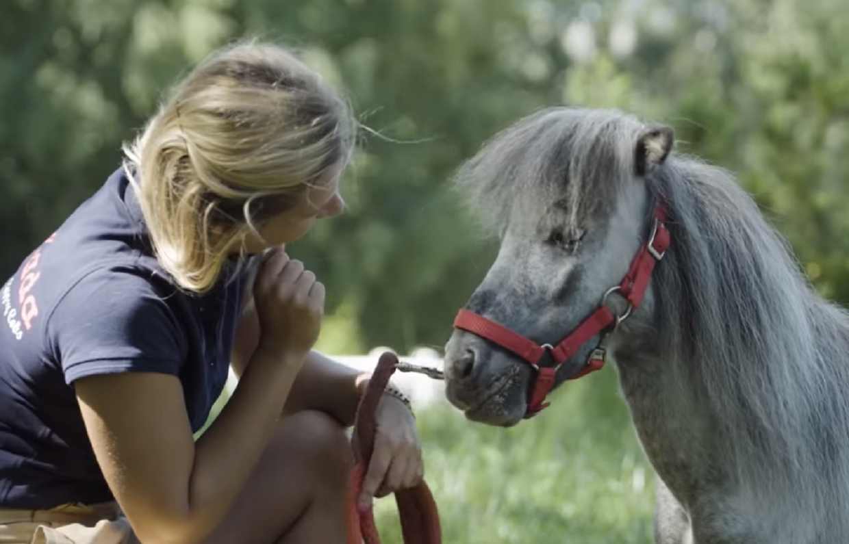 Charlie Il Cavallo Più Piccolo Del Mondo