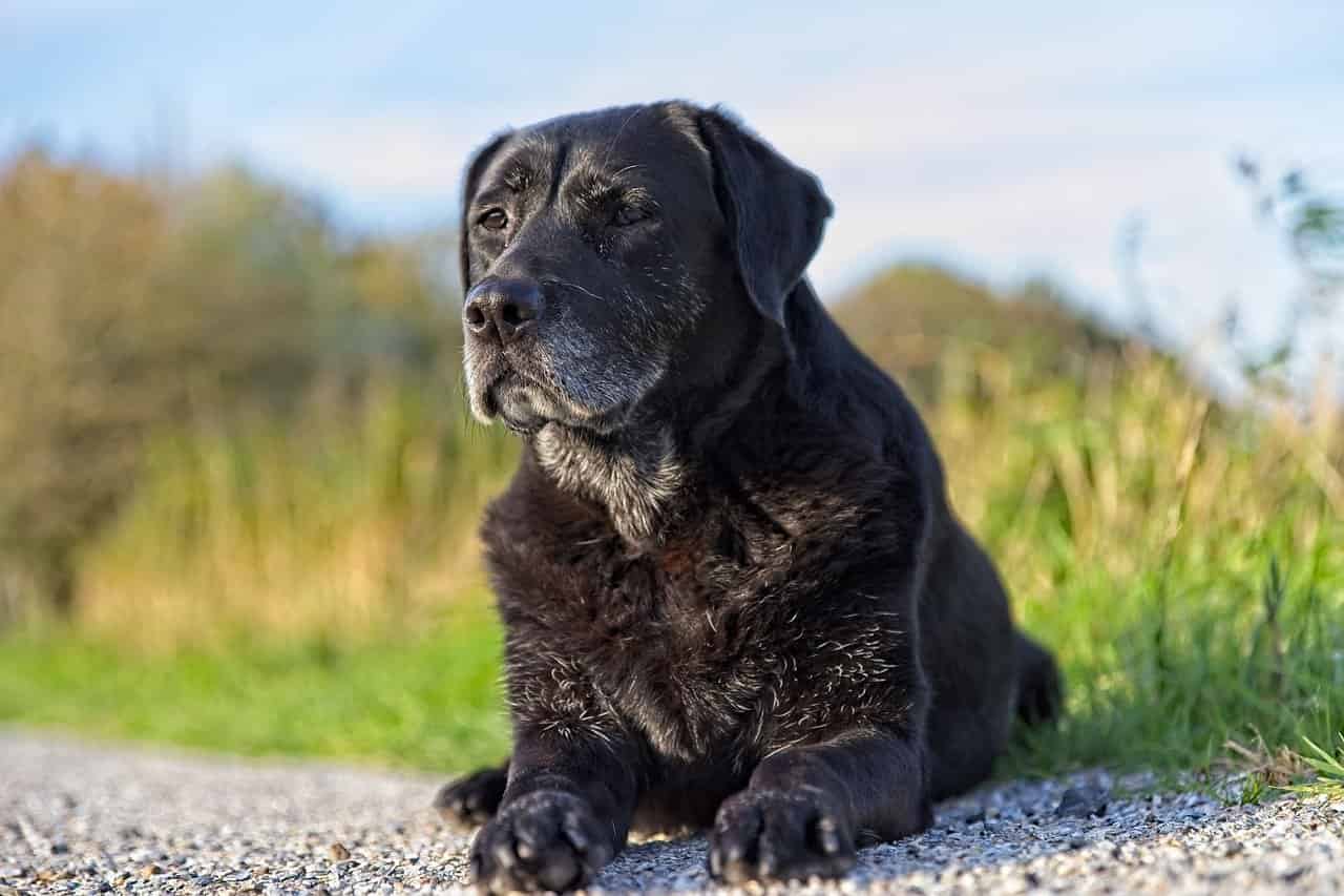 rimedi naturali cane anziano